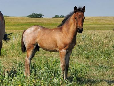Condor Bartender JW <BR>AQHA 6370867